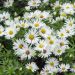 Aster nain d’automne ‘Kristina’ ou Aster dumosus