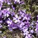 Phlox nain ‘Purple Beauty’ ou Phlox subulata