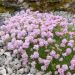 Armeria juniperifolia rose