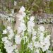 Campanula persicifolia ‘Alba’ ou campanule à feuilles de pêcher blanche