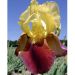 Iris à grandes fleurs Accent