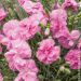 Oeillet anglais 'Tickled Pink', oeillet mignardise ou Dianthus plumarius