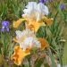 Iris germanica Pumpkin Cheesecake