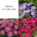 Collection de 9 asters nains