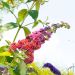 Buddleia Flower Power