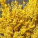 Forsythia WEEK-END ® courtalyn