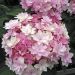 Hortensia ou Hydrangea macrophylla YOU & ME ® Romance 'RIE 09'