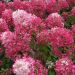 Hortensia paniculata DIAMANT ROUGE ® Rendia