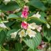 Weigelia Marjorie