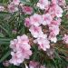 Admirez la douceur du laurier-rose ou Nerium oleander Ville de Carpentras