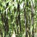 Bambou Phyllostachys nigra