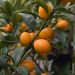 Kumquat ou Fortunella margarita