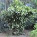 Bambou Indocalamus Latifolius