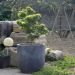 Erable du Japon ou Acer palmatum ‘Mikawa Yatsubusa’
