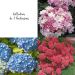 Collection de 3 hortensias ou Hydrangea macrophylla assortis