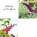 Collection de 2 buddleias