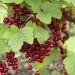 Groseillier à grappes ou Ribes rubrum ‘Jonkheer Van Tets’