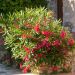 Laurier-rose ou Nerium oleander rouge simple