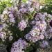 LAGERSTROEMIA indica With Love ® Babe floraison en pot