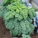 Chou Frisé (Kale) Westlandse Winter BIO