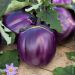 Aubergine Violetta di Firenze BIO