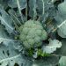 Chou Brocoli Calabrese Natalino BIO