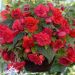 Begonia cascade odorata ® rouge/rose