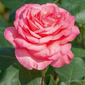 Rosier PANTHERE ROSE ® Meicapinal