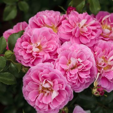 Rose Lovely Pink ® Meinoplius