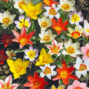 Tulipes botaniques melange Miracle