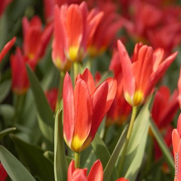 Tulipe botanique ‘Scarlet Baby’ ou Tulipa kaufmanniana