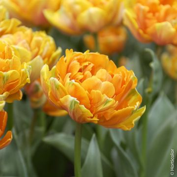 Tulipe double à fleurs de Pivoines Soleil Levant