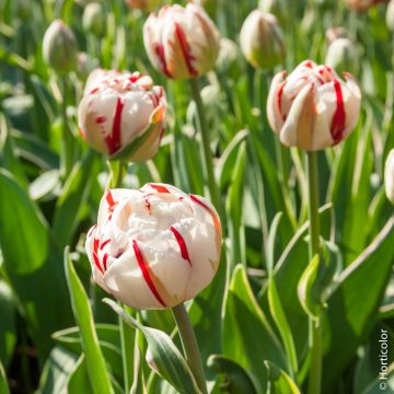 Tulipes doubles tardives Carnaval de Nice