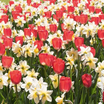 Assortiment Victoire : tulipe narcisse
