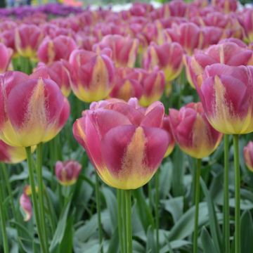 Tulipe Triomphe Boston