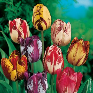 Tulipes type Rembrandt en mélange