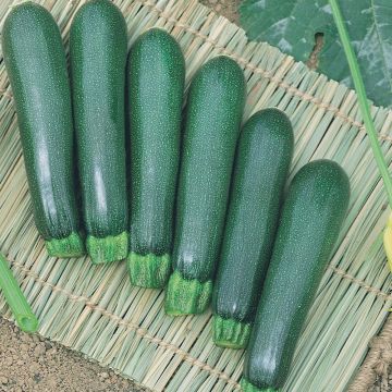 Courgette Anissa HF1
