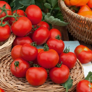 Tomate Fournaise HF1