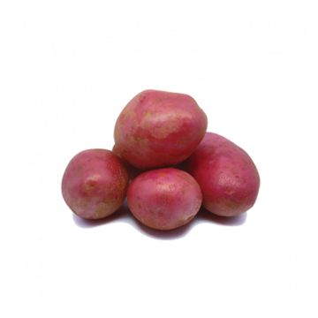Pomme de terre Alouette BIO