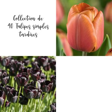 Collection de 40 Tulipes simples tardives