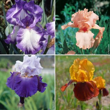 Collection de 8 Iris germanica