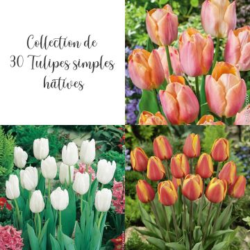 Collection de 30 Tulipes simples hâtives