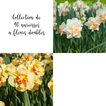 Collection de 40 Narcisses à fleurs doubles
