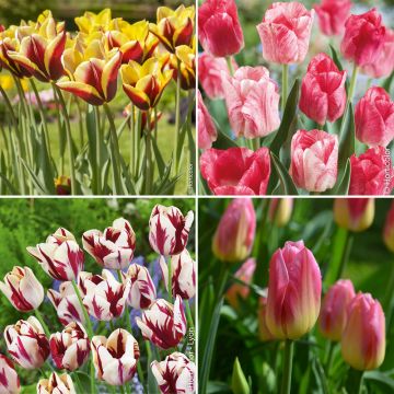 Collection de 40 Tulipes Triomphe