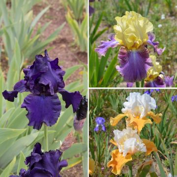 Collection 6 iris Germanica