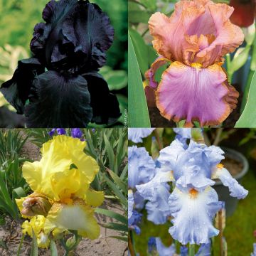 Collection de 8 Iris à grandes fleurs