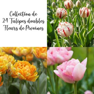 Collection de 24 tulipes doubles à Fleurs de Pivoines