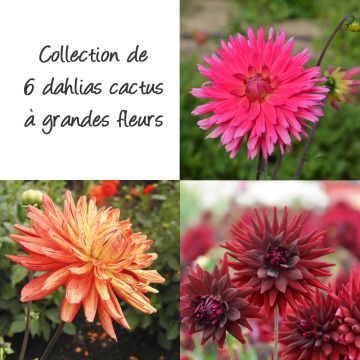 Collection de 6 dahlias à grandes fleurs