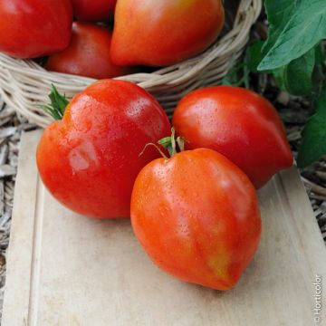 Tomate Cauralina F1 Type Cœur de Bœuf