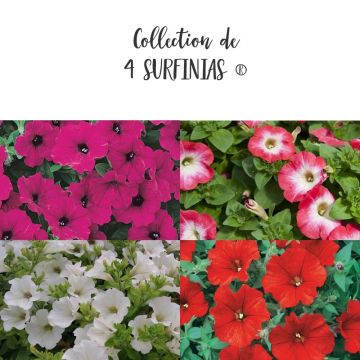 Collection de 4 Pétunias SURFINIAS ®